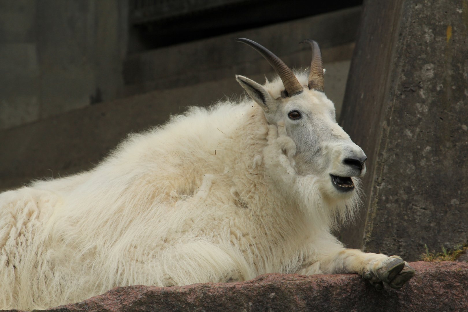Mountain Goato (May 2018)
