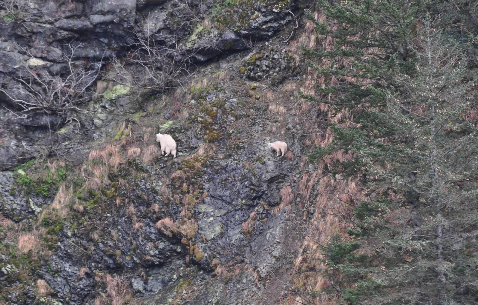 Mountain Goats - Alaska