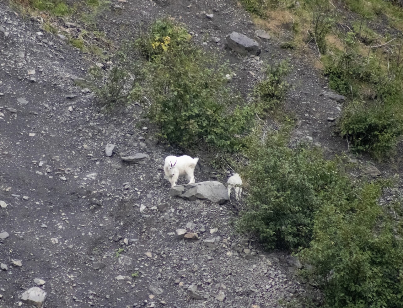 Mountain Goats - Alaska