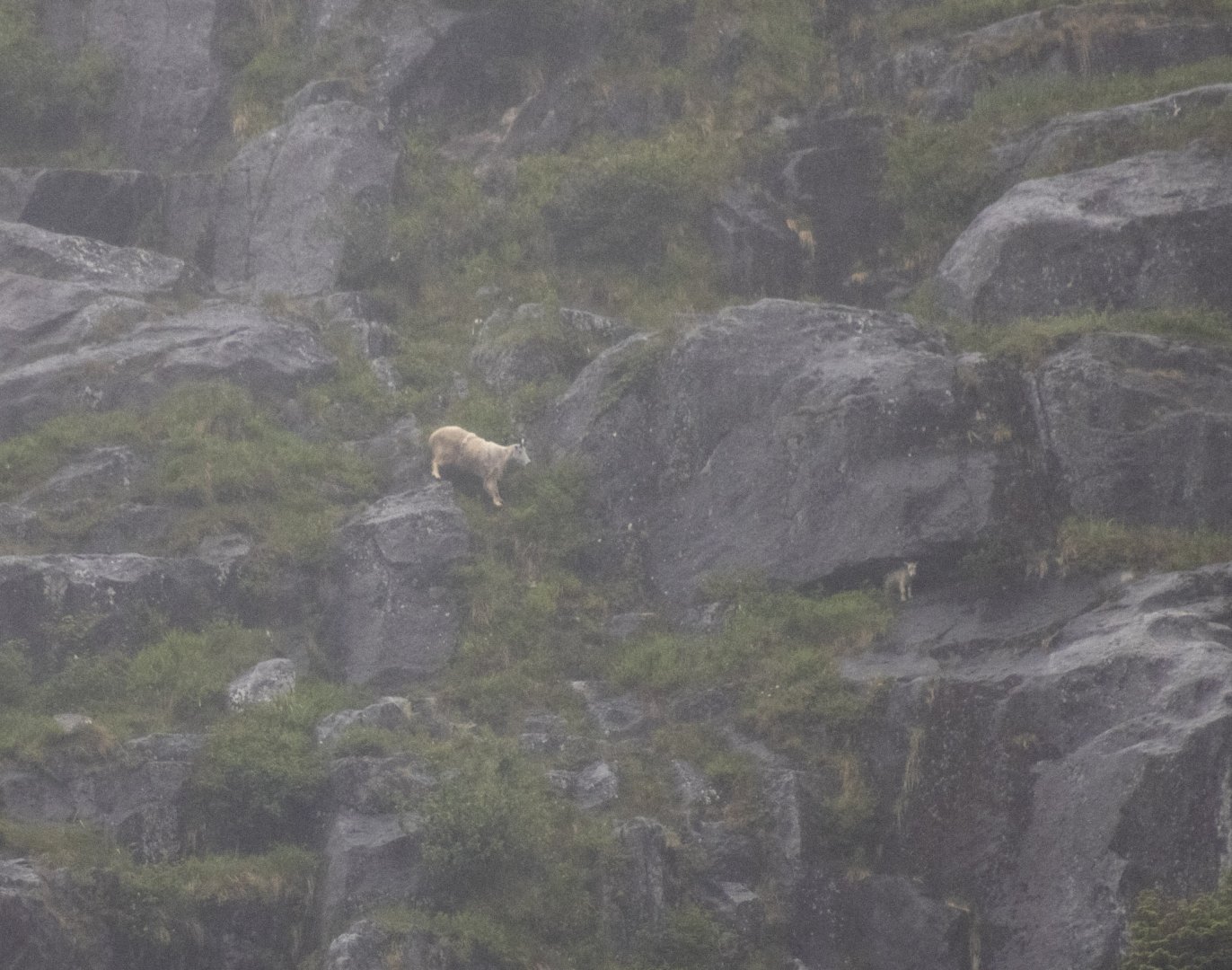 Mountain Goats - Alaska