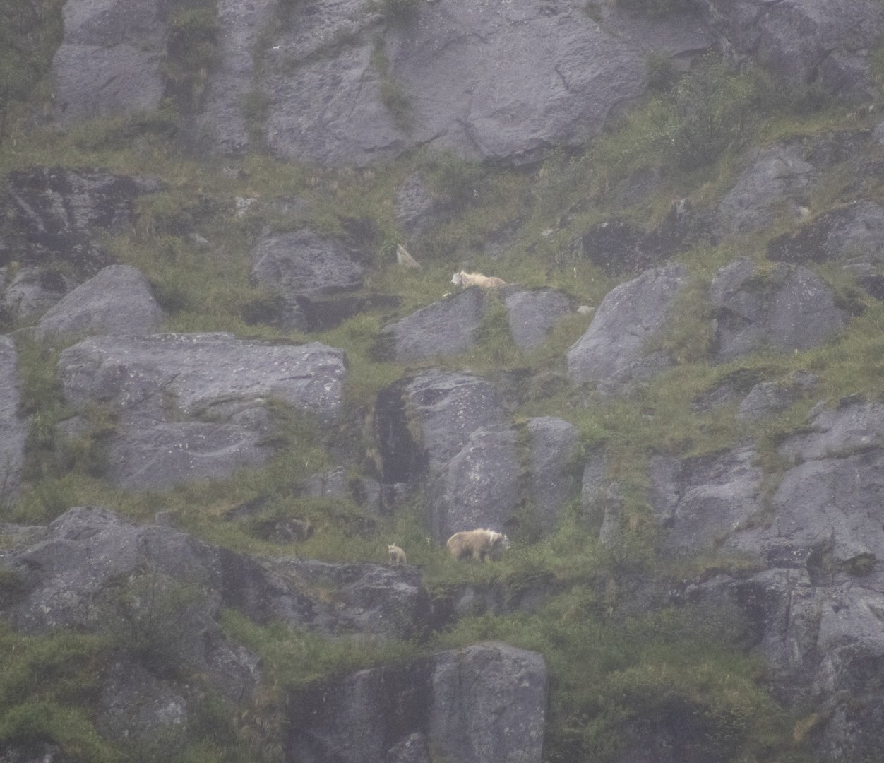Mountain Goats - Alaska