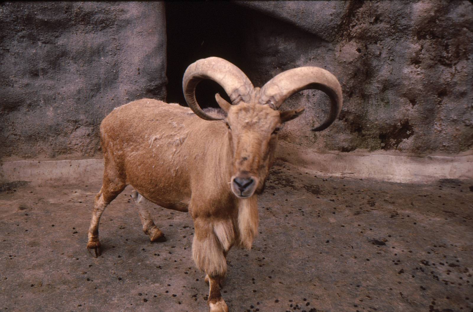 Mountain Goats at London Zoo Early 1980's