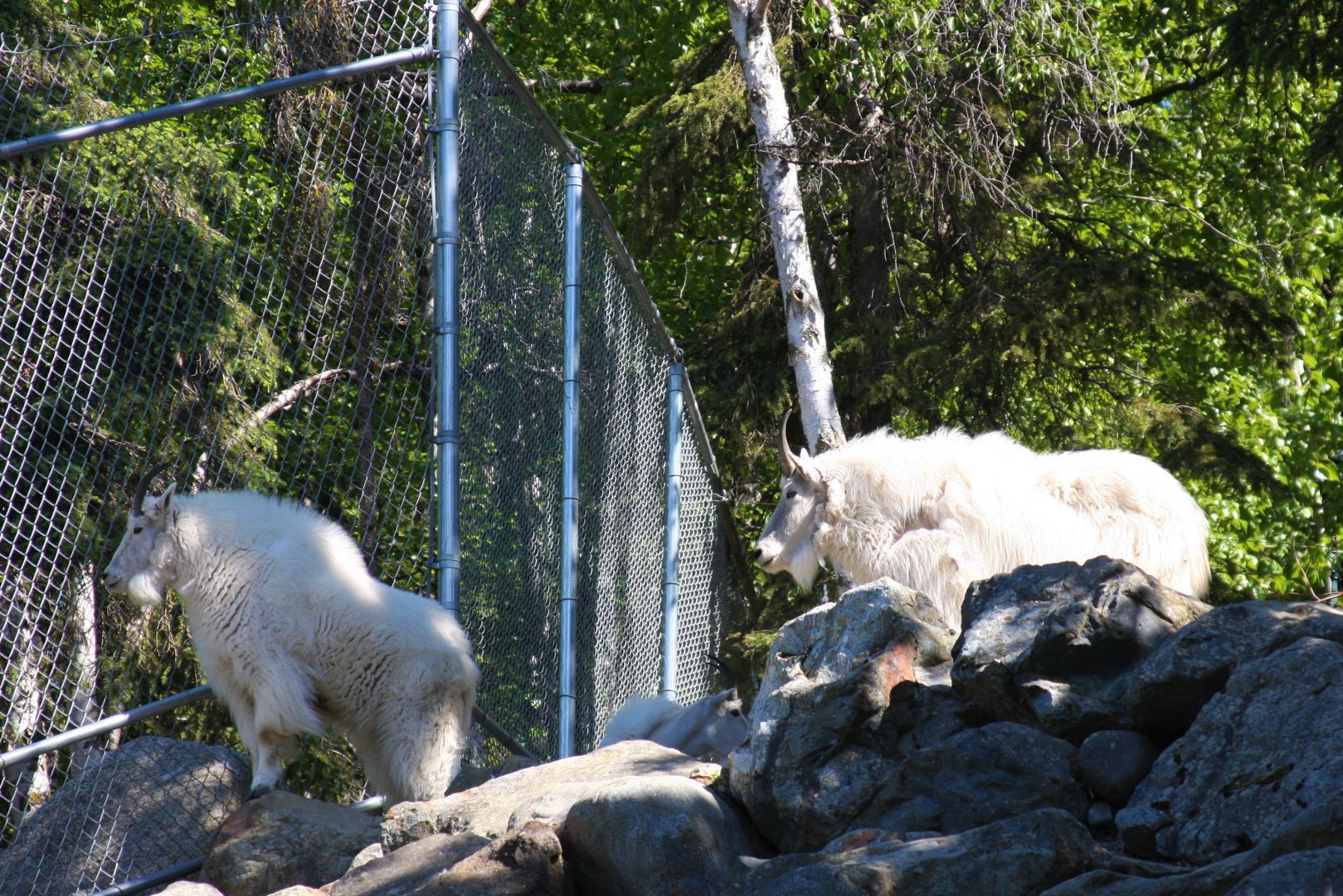 Mountain Goats