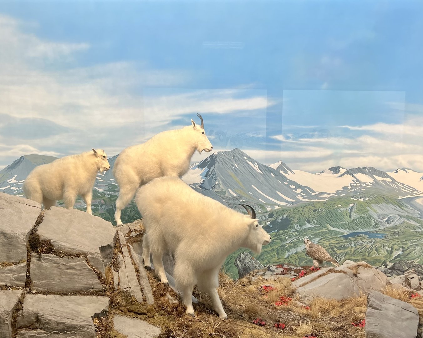 Mountain Goats
