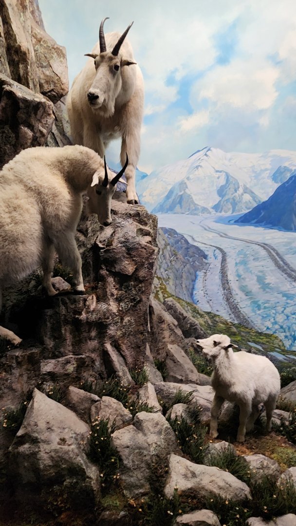 Mountain Goats