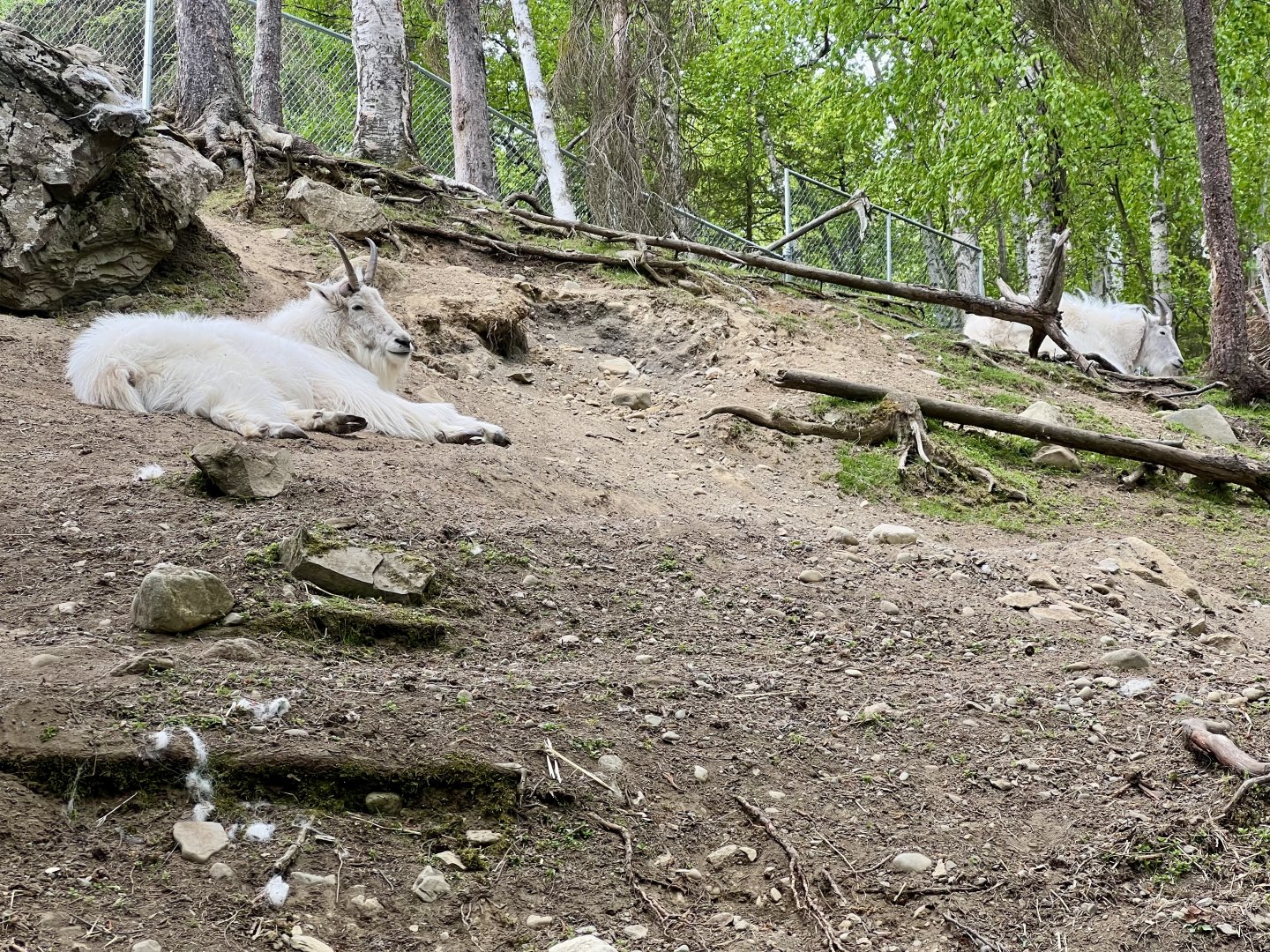 Mountain Goats