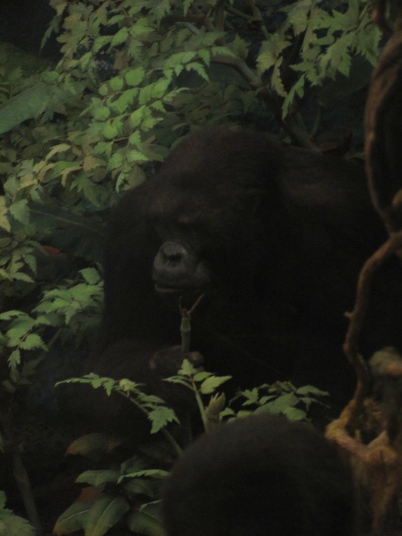 Mountain Gorilla Diorama 2nd Female Gorilla