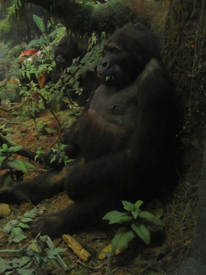 Mountain Gorilla Diorama Female Gorilla