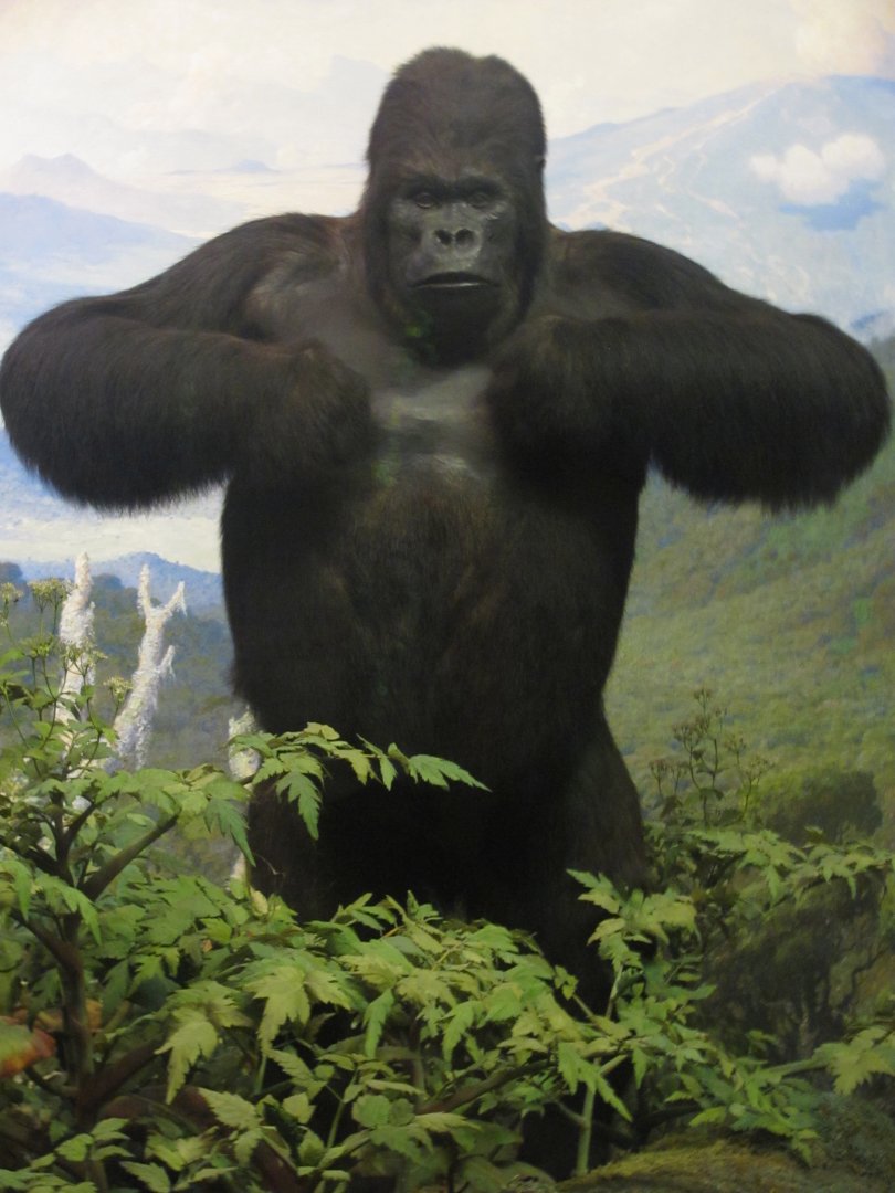 Mountain Gorilla Diorama Silverback