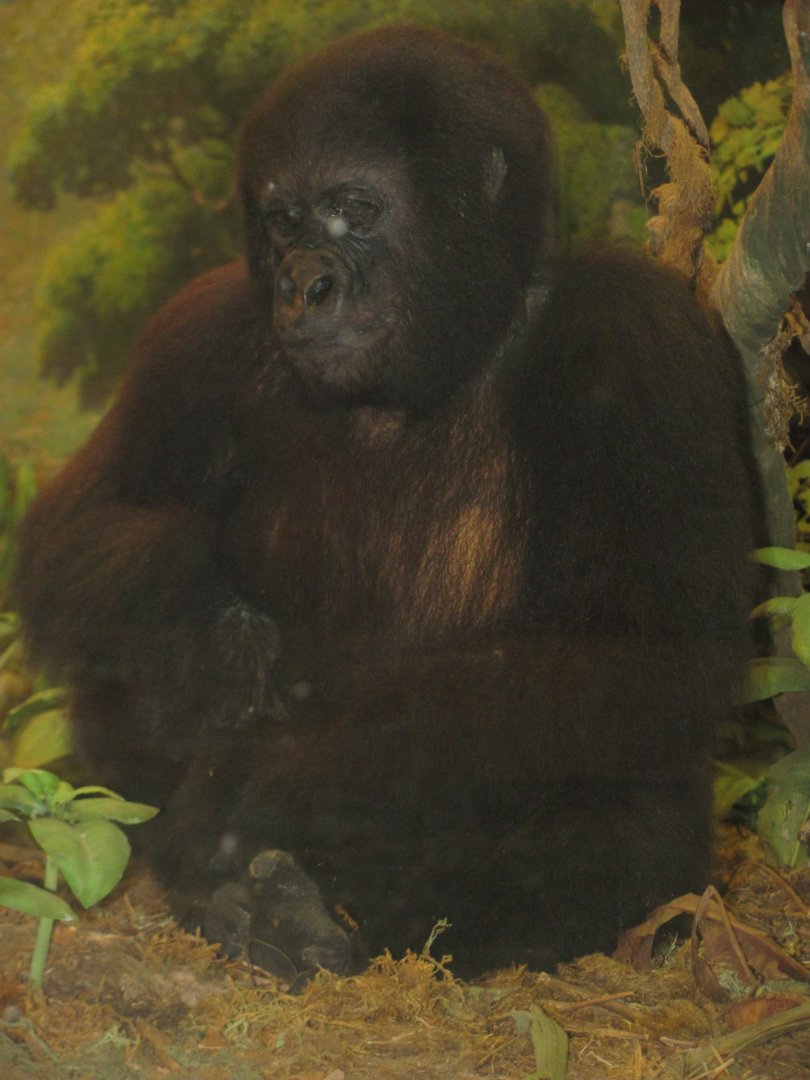 Mountain Gorilla Diorama Young Gorilla