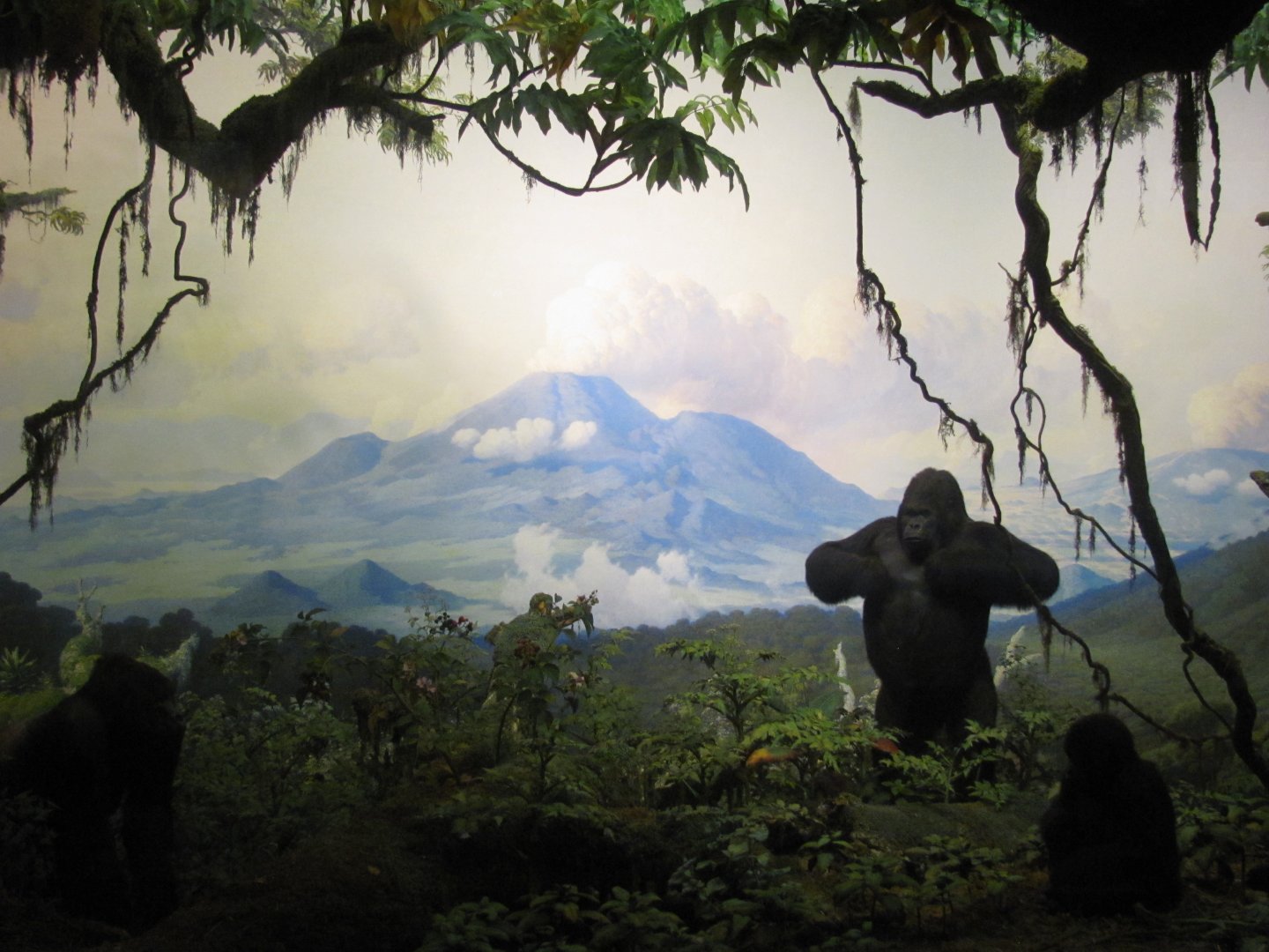 Mountain Gorilla Diorama
