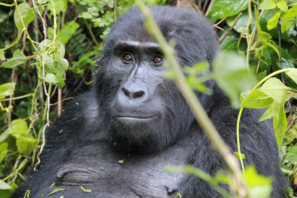 Mountain Gorilla female