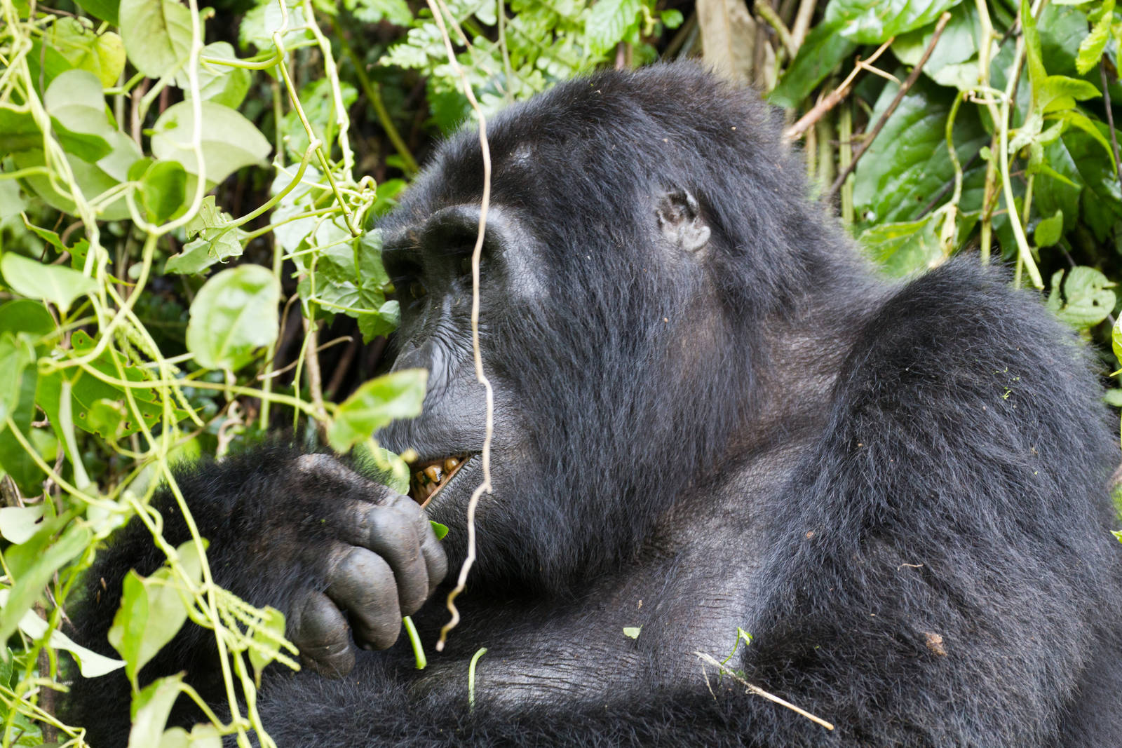 Mountain Gorilla female