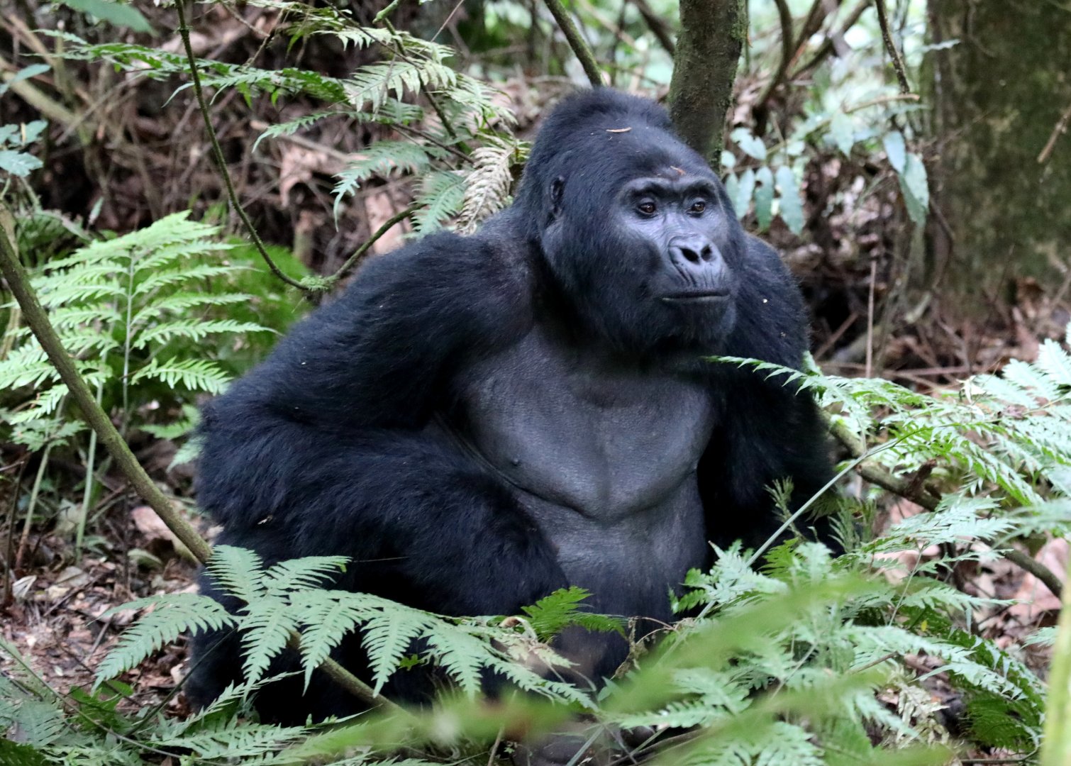 mountain gorilla (Gorilla beringei beringei)