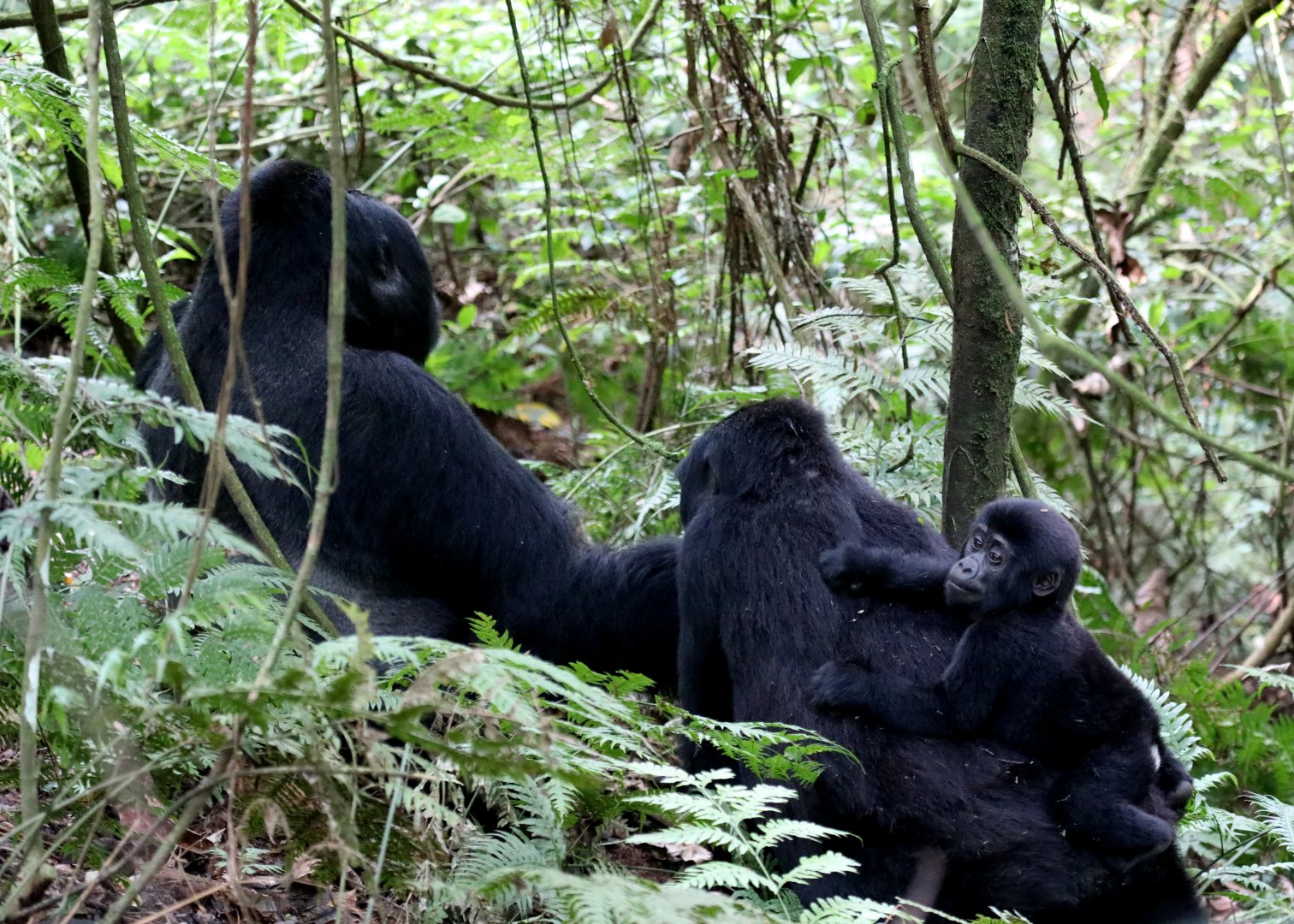 mountain gorilla (Gorilla beringei beringei)