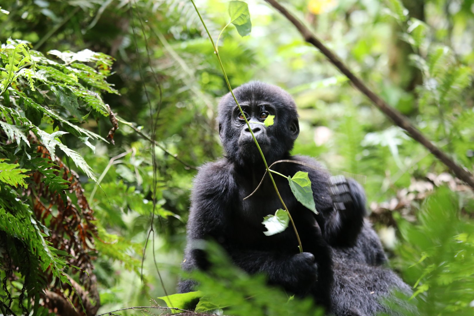 mountain gorilla (Gorilla beringei beringei)