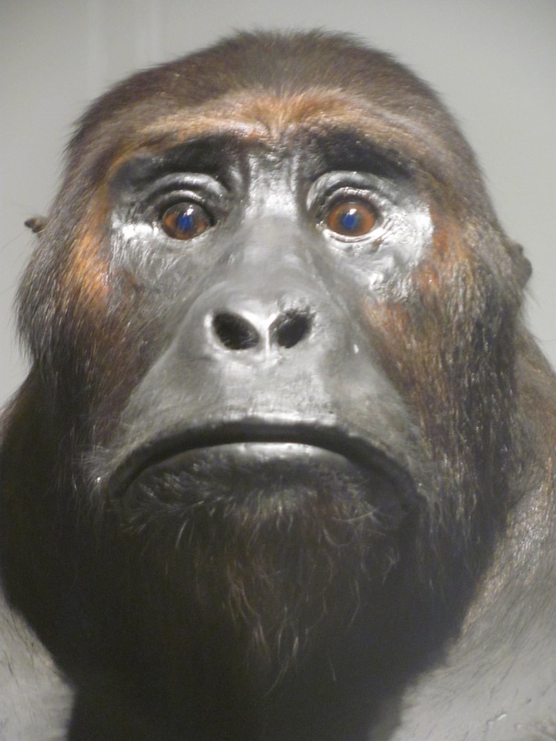 Mountain Gorilla Head