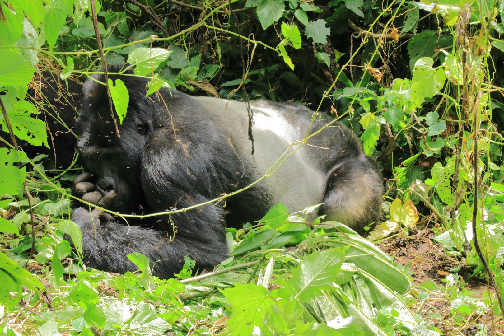 Mountain gorilla (January 2020)