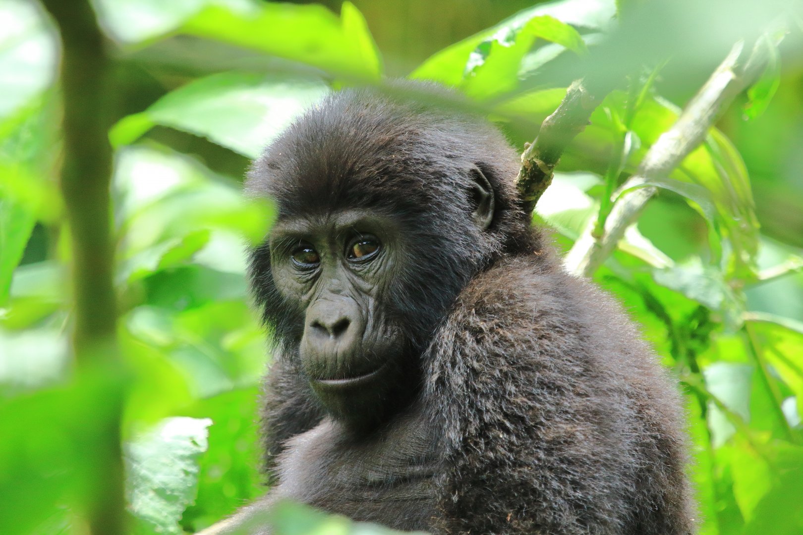 Mountain gorilla (January 2020)