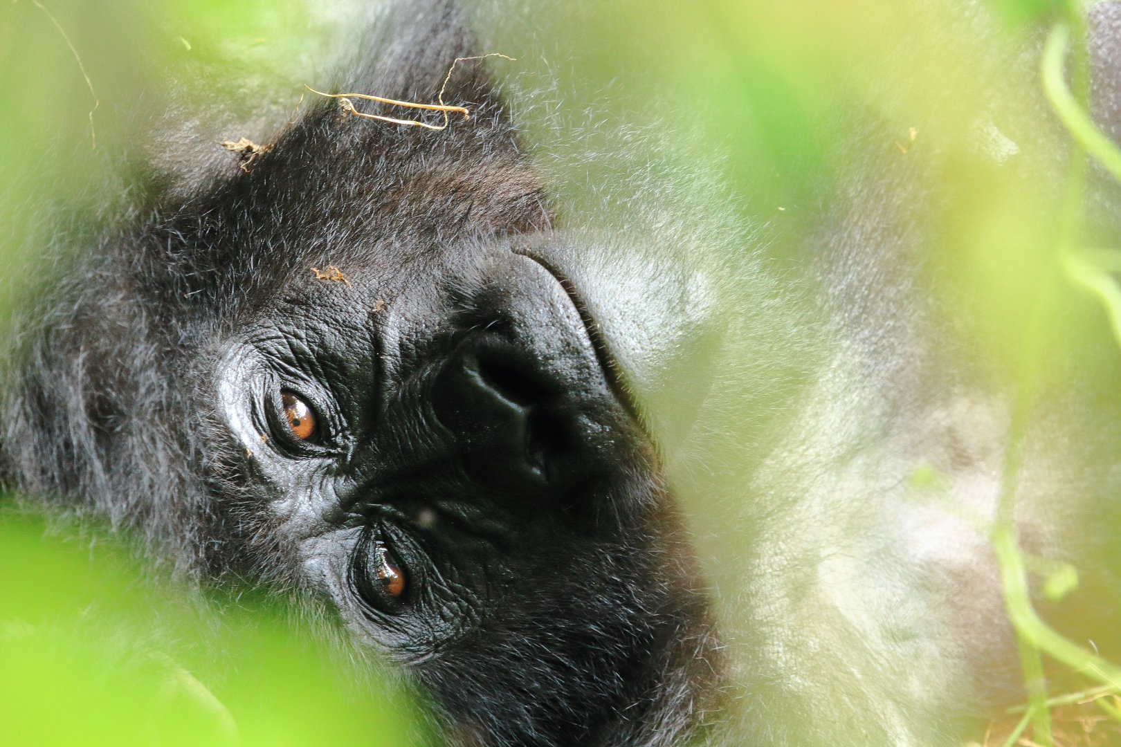 Mountain gorilla (January 2020)