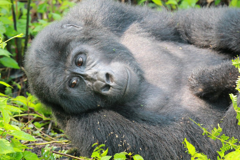 Mountain Gorilla