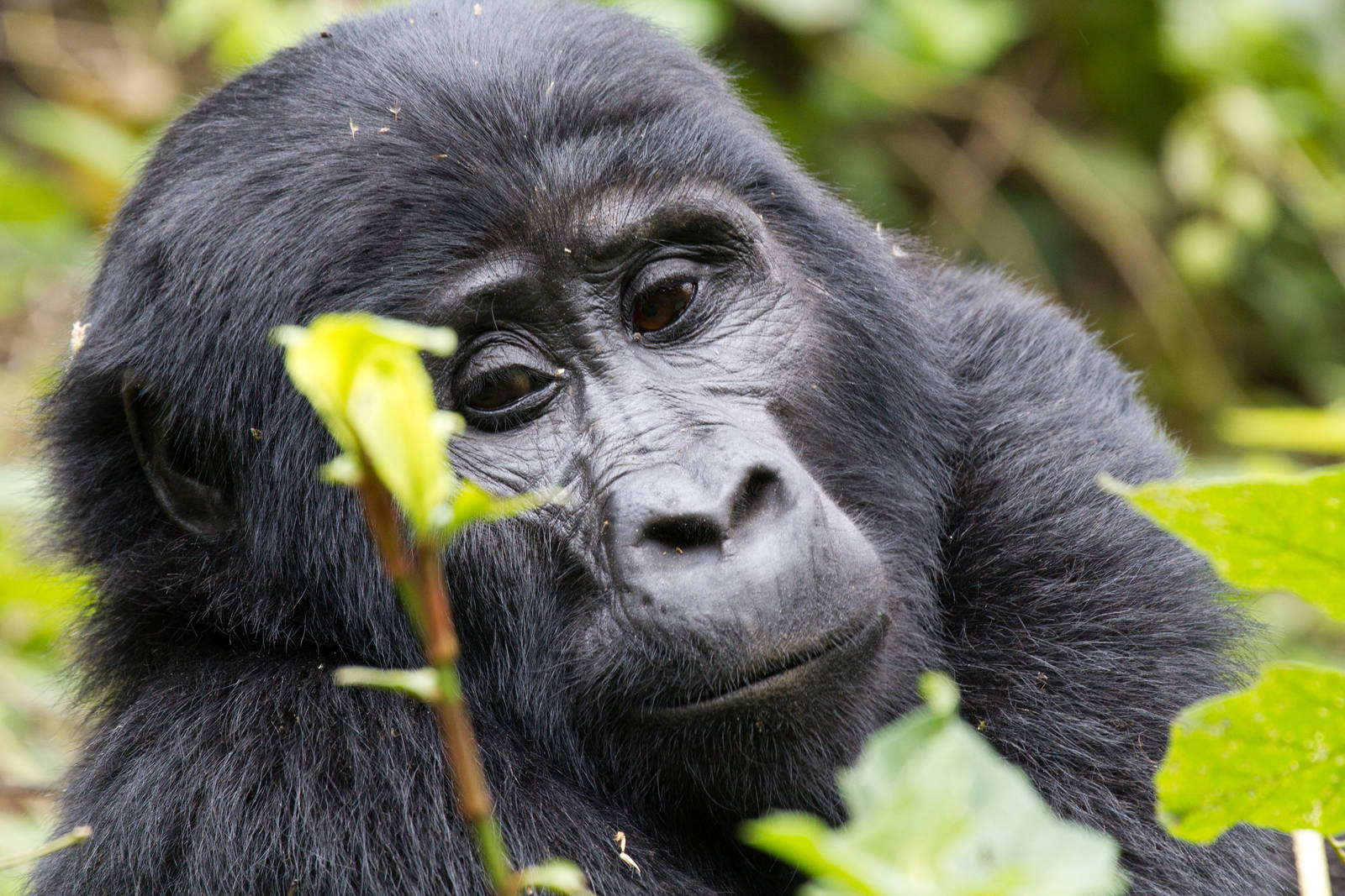 Mountain Gorilla