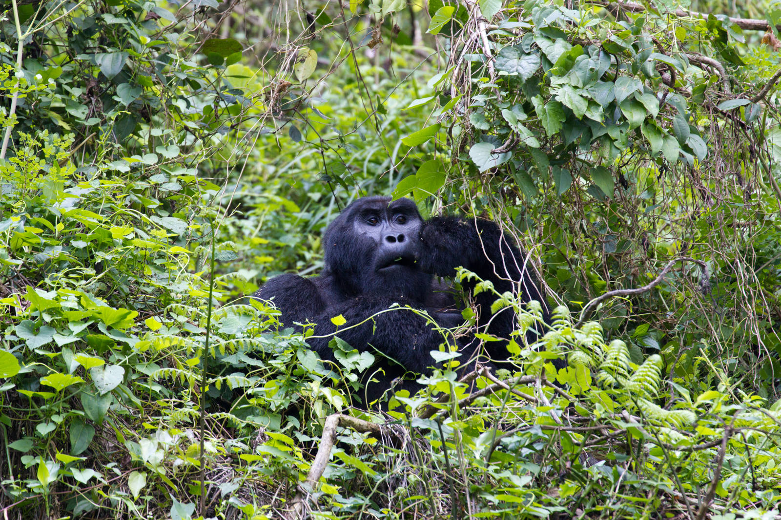 Mountain Gorilla