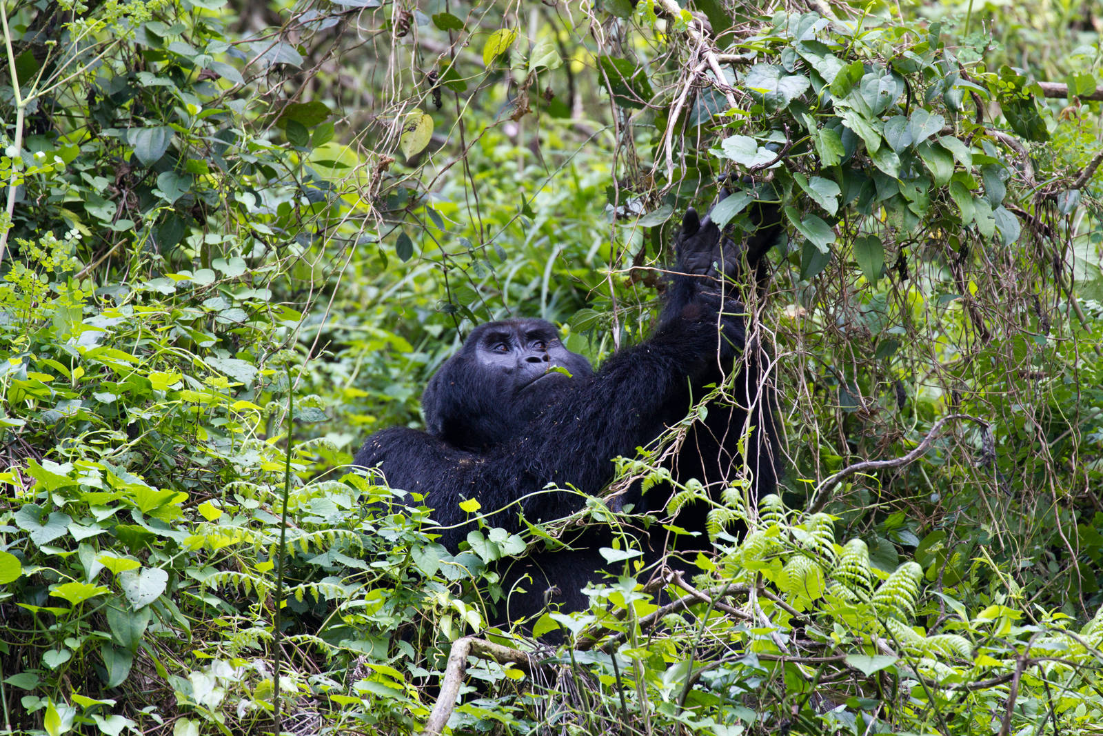 Mountain Gorilla
