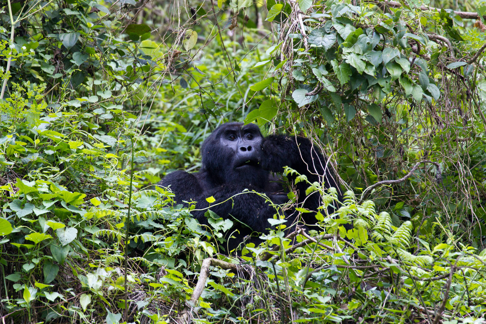 Mountain Gorilla