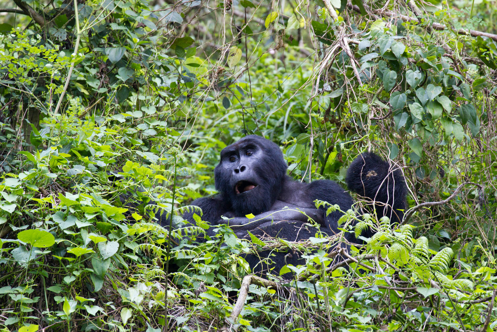 Mountain Gorilla