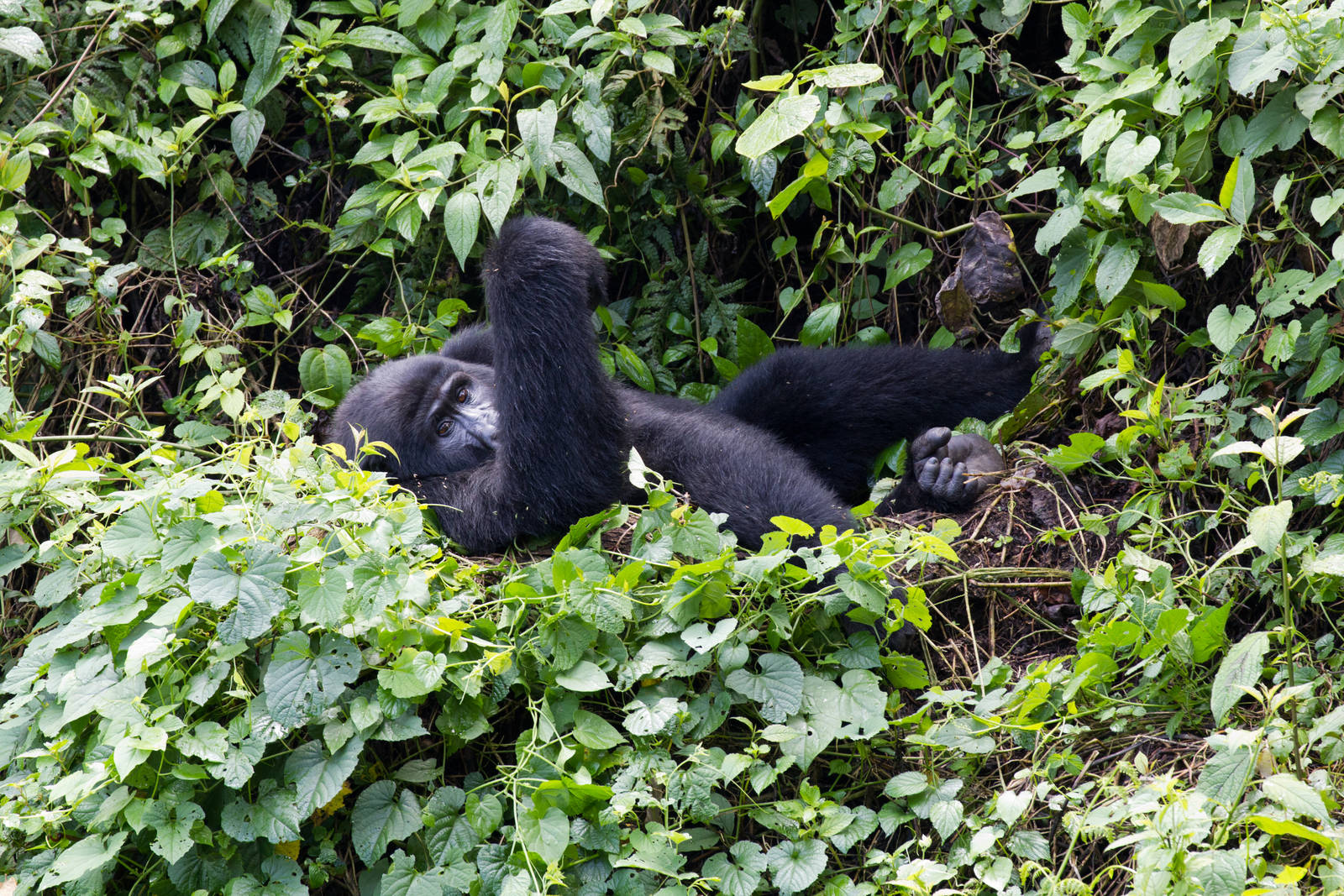 Mountain Gorilla