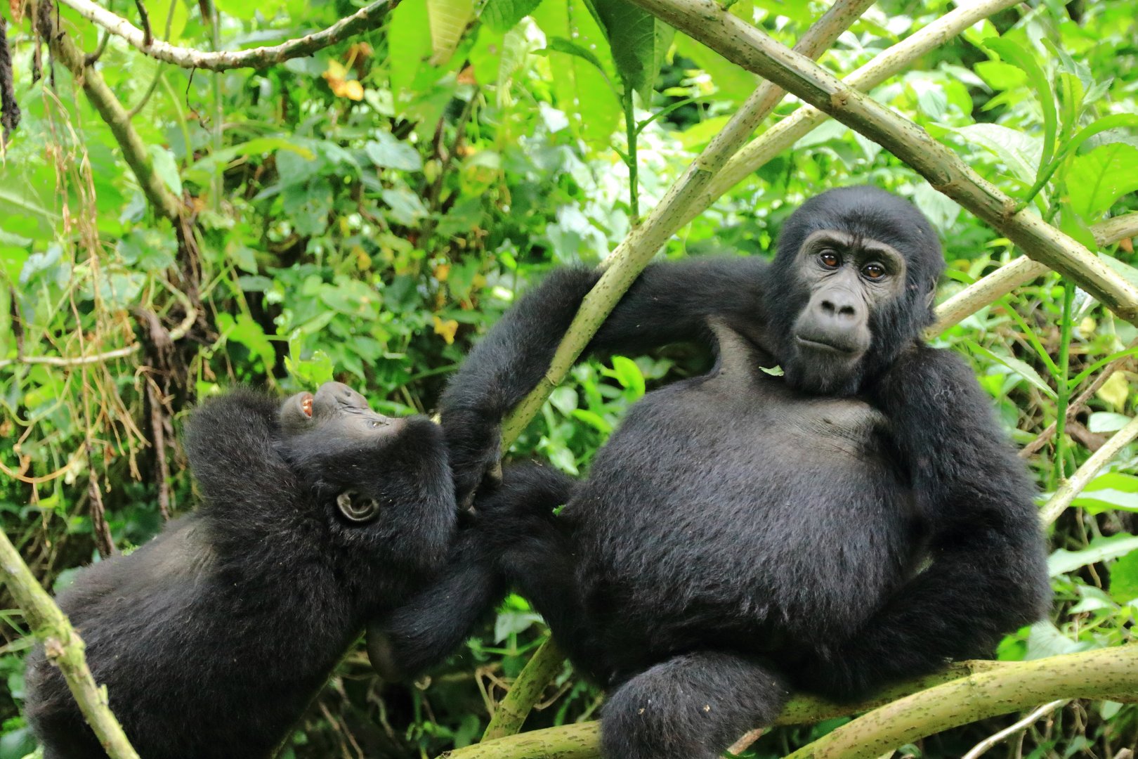 Mountain gorillas (January 2020)