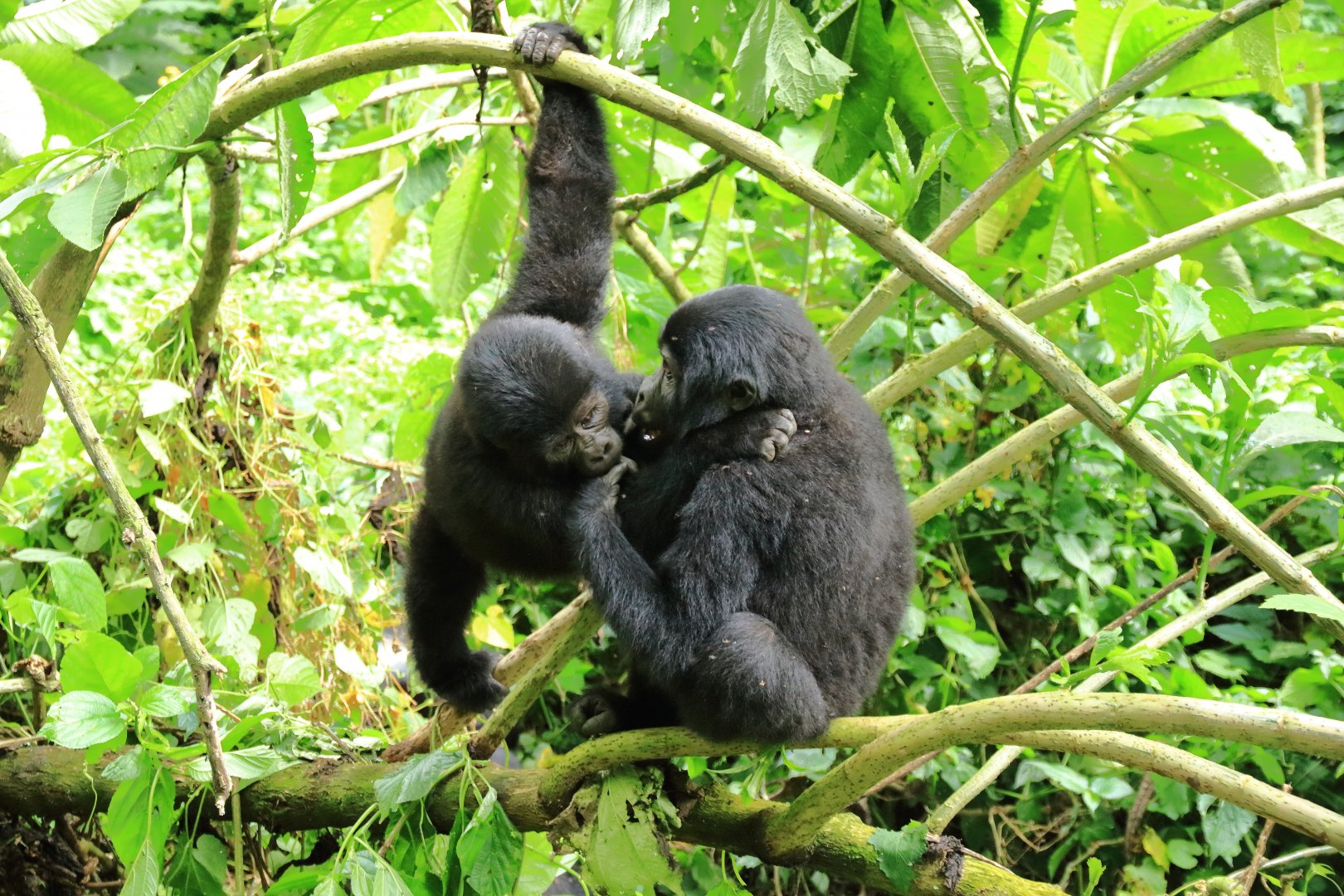 Mountain gorillas (January 2020)