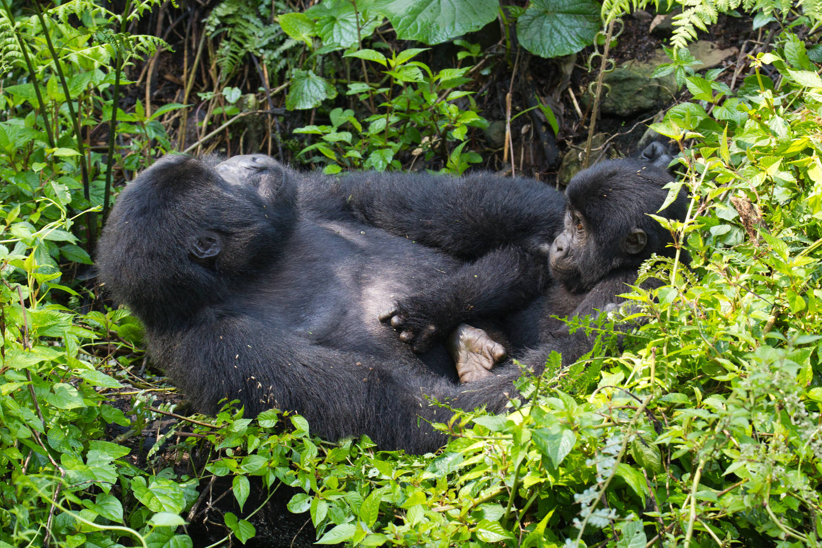 Mountain Gorillas