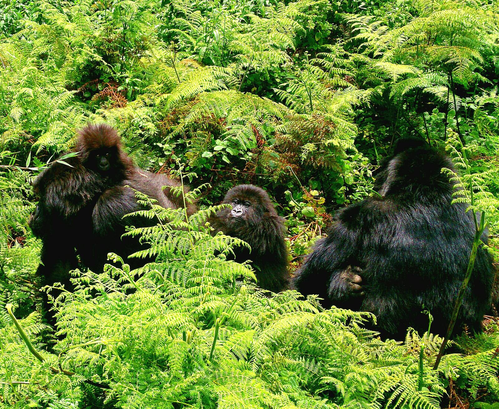 mountain gorillas