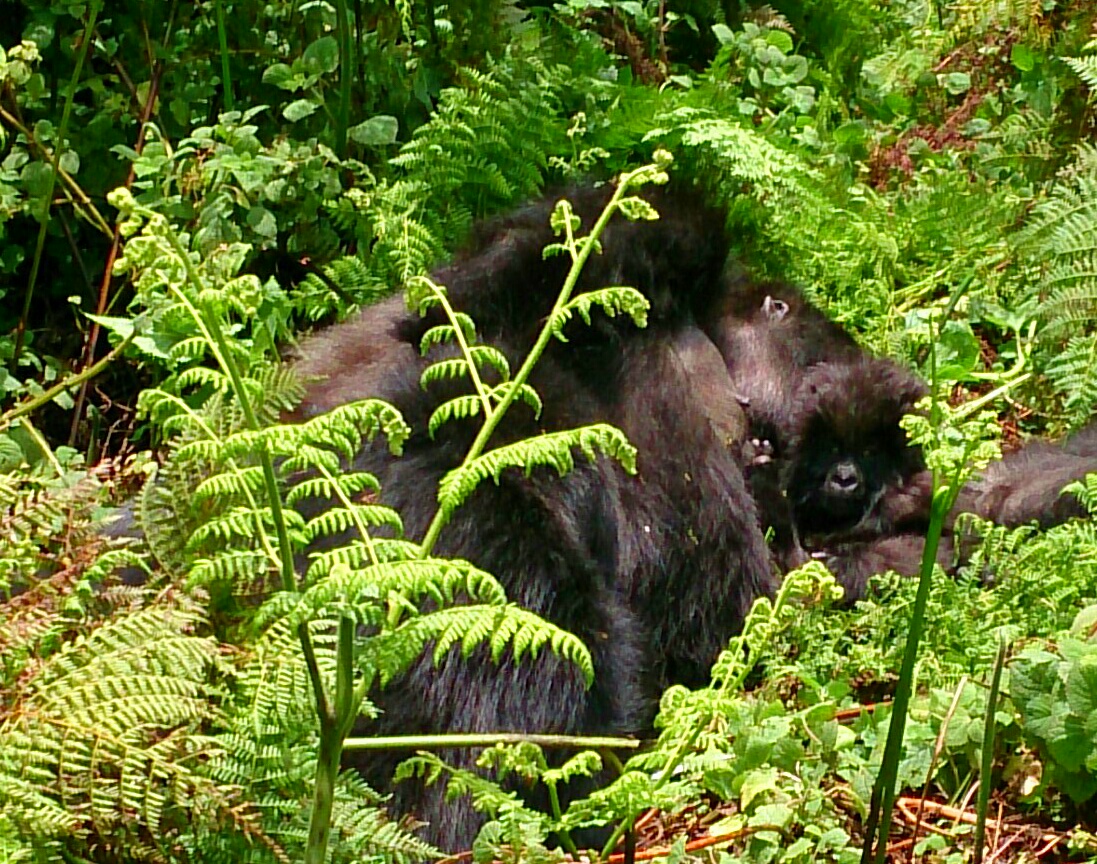 mountain gorillas