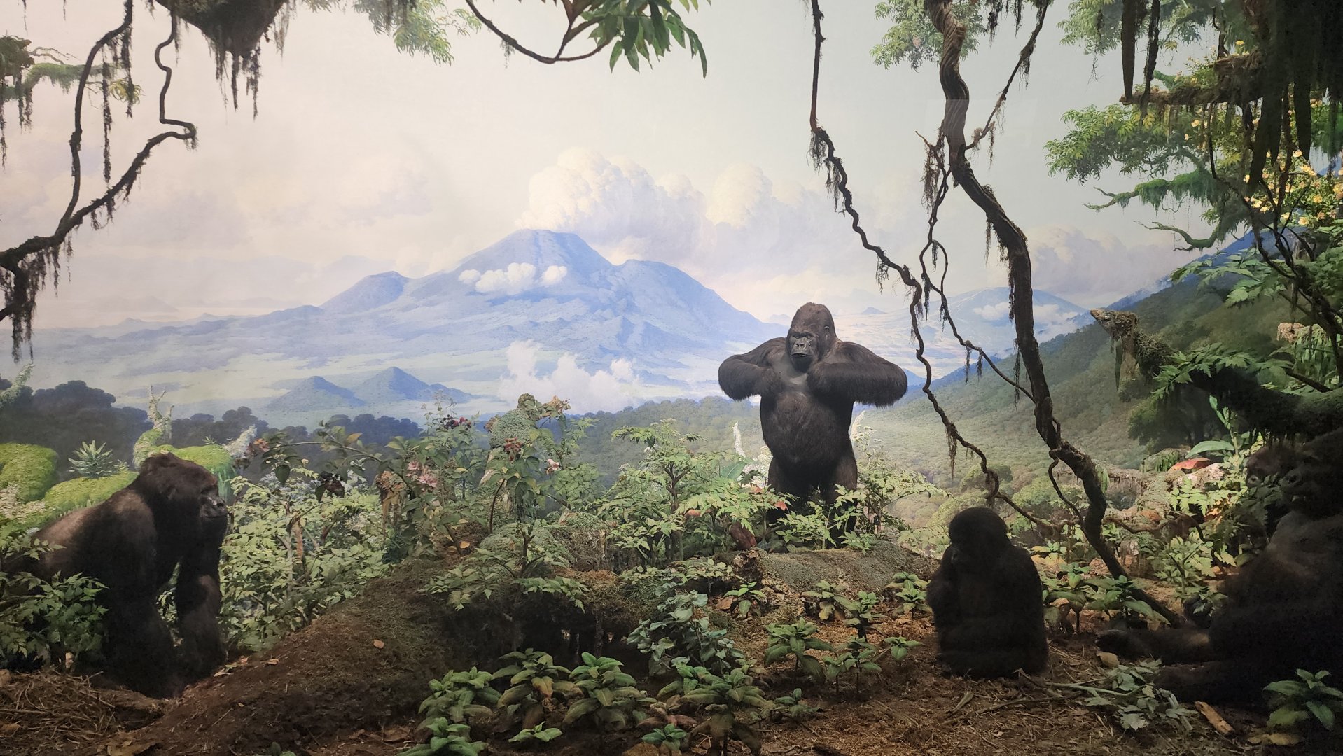 Mountain Gorillas