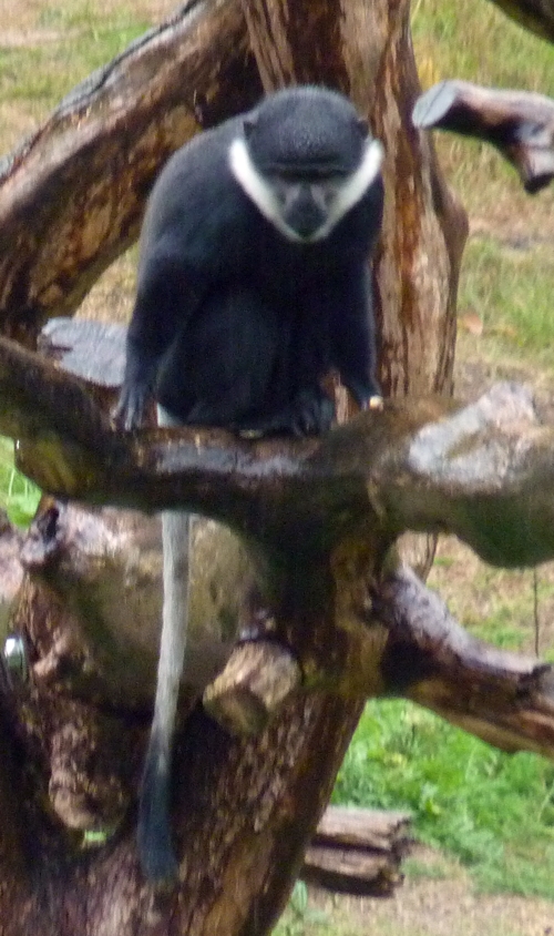 Mountain guenon (Cercopithecus lhoesti)