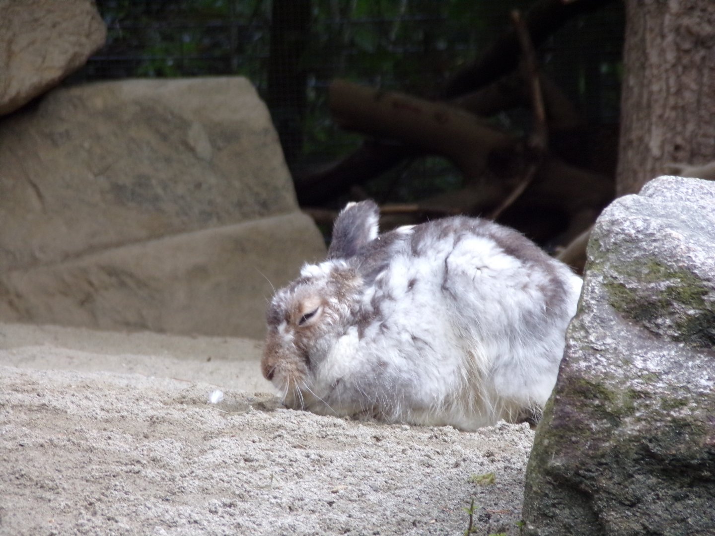 Mountain hare 9.7.25