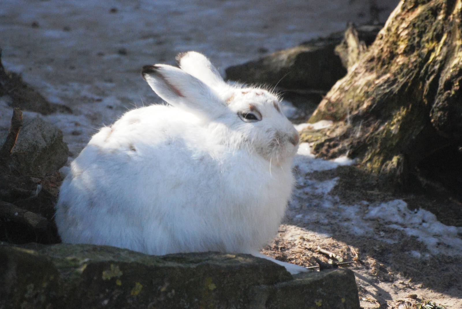 Mountain Hare at Bremerhaven, 24/03/13