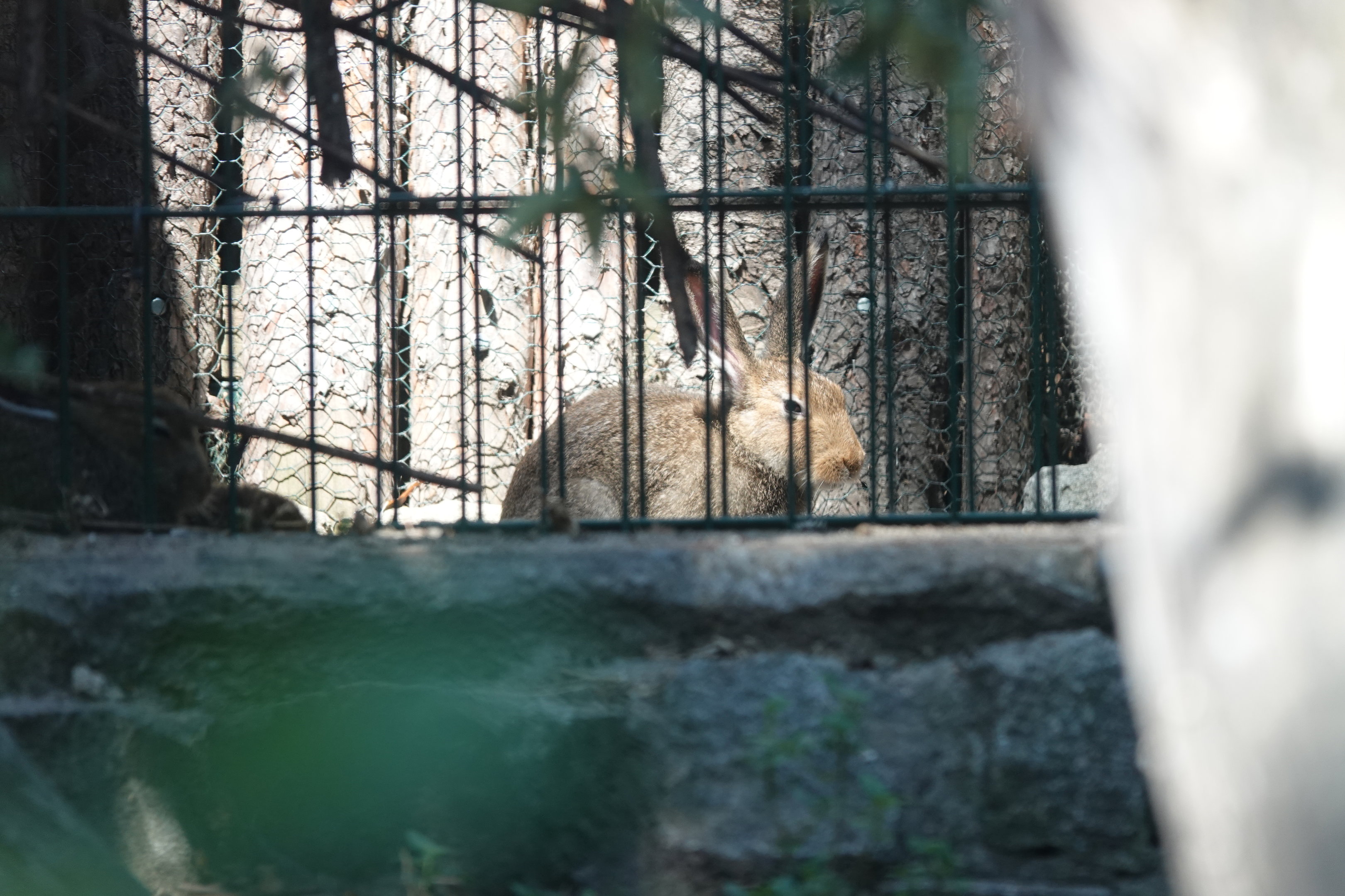 Mountain hare at the back of it's exhibit