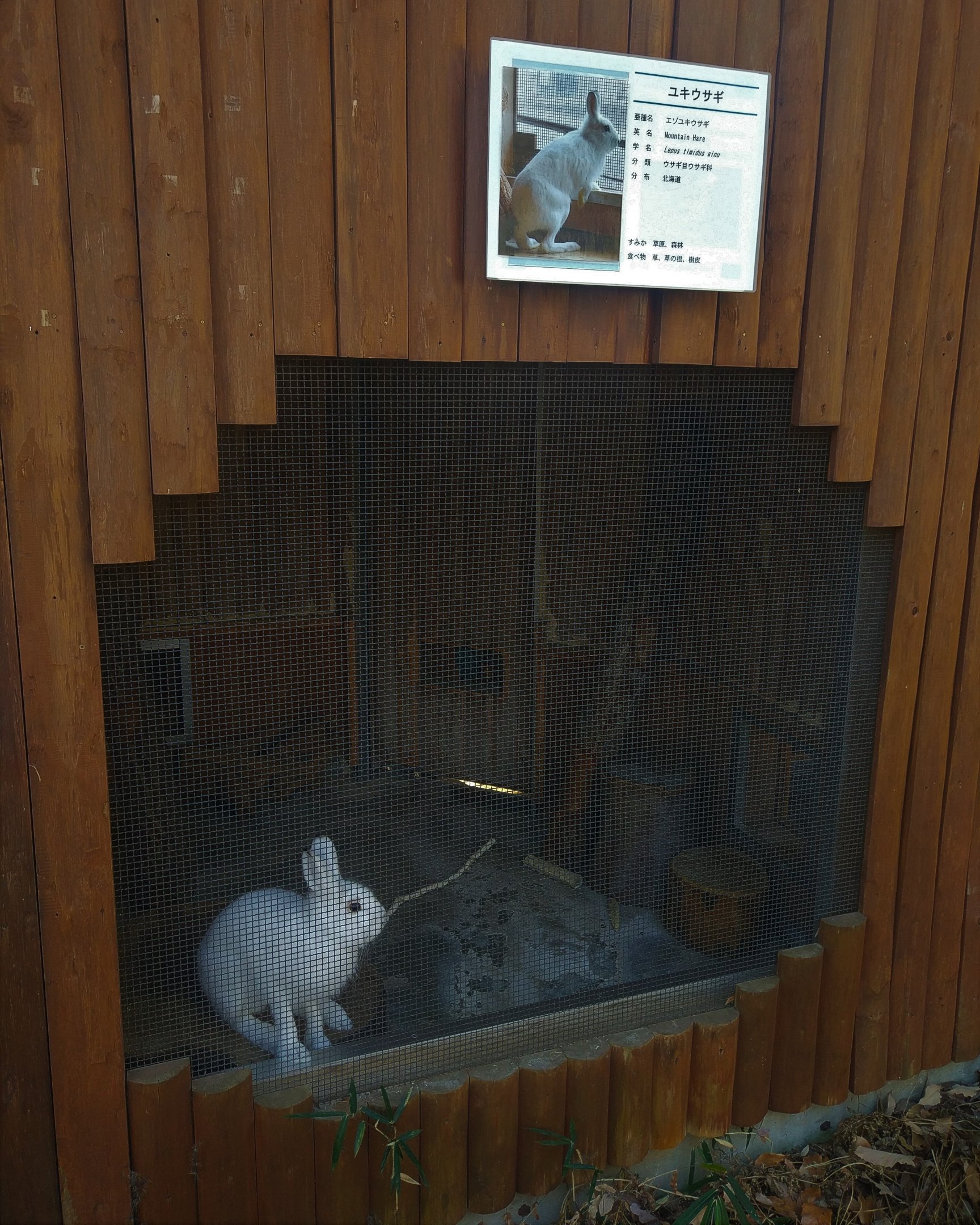 Mountain Hare Exhibit