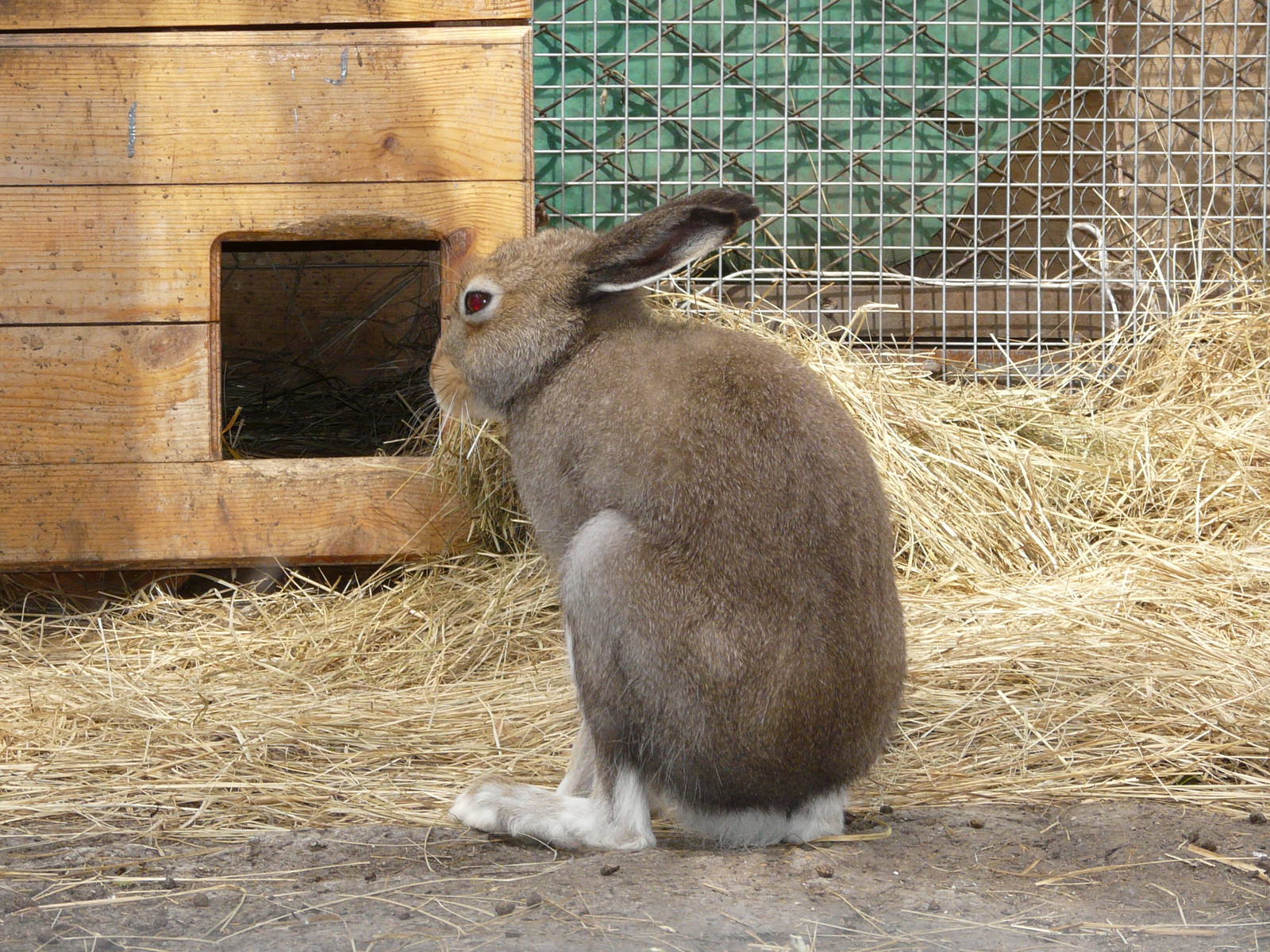 Mountain hare/ Lepus timidus