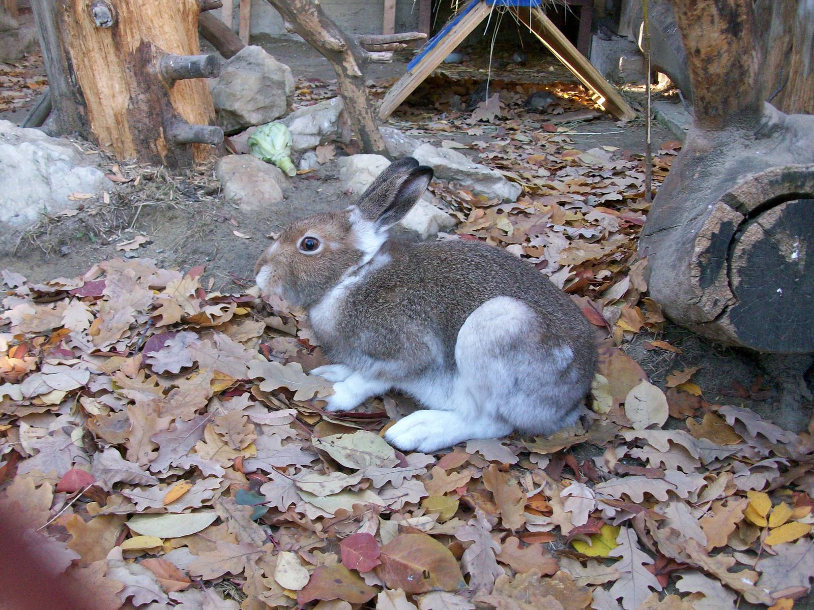 Mountain hare/Lepus timidus