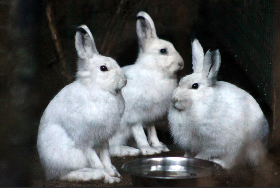 Mountain hare (Lepus timidus)