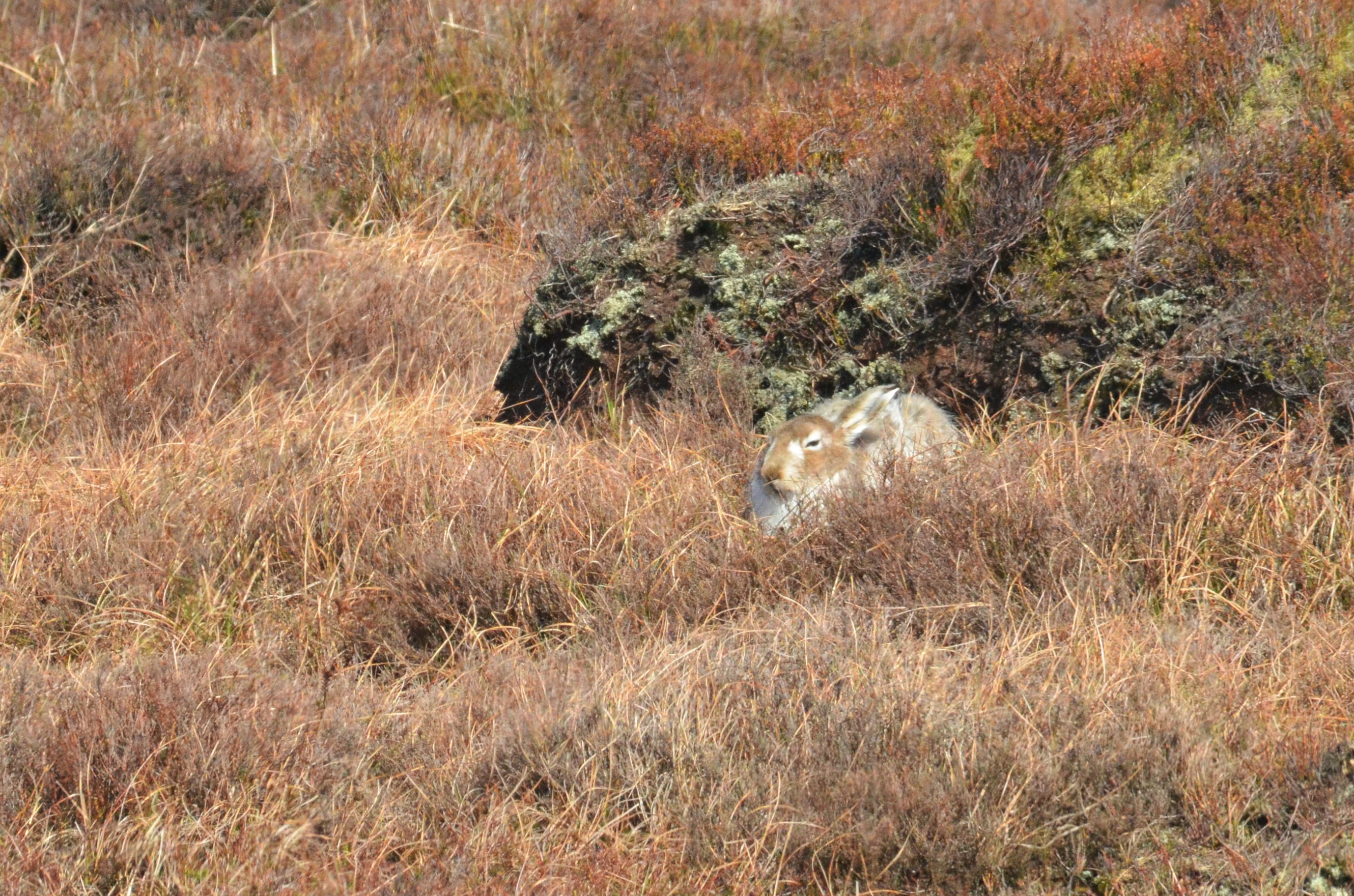 Mountain Hare on Bleaklow, Derbyshire, 31/03/19