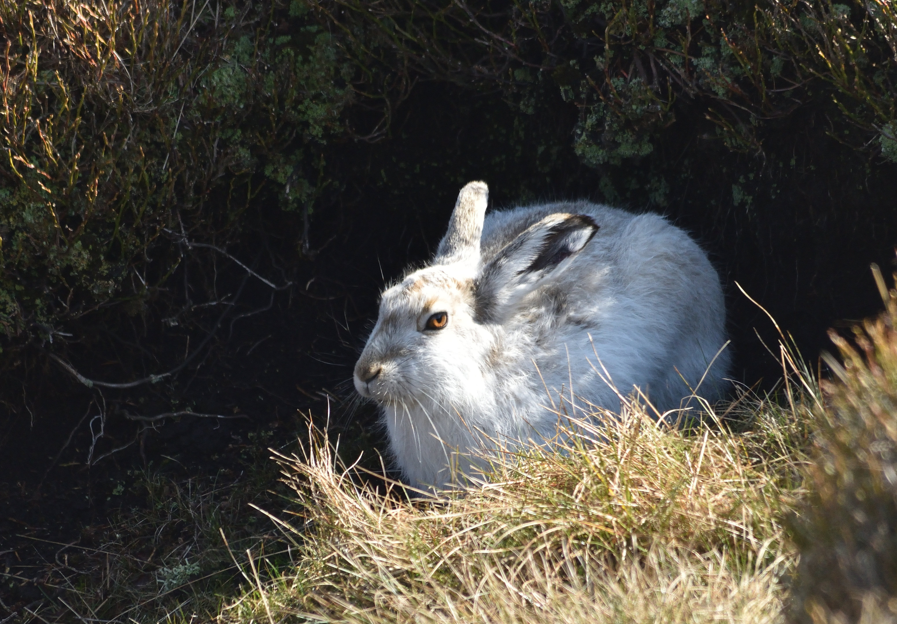Mountain Hare on Bleaklow, Derbyshire, 8th April 2023