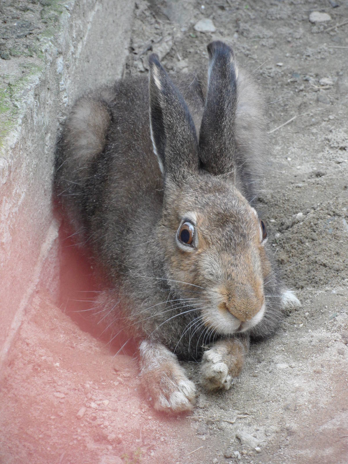 Mountain hare