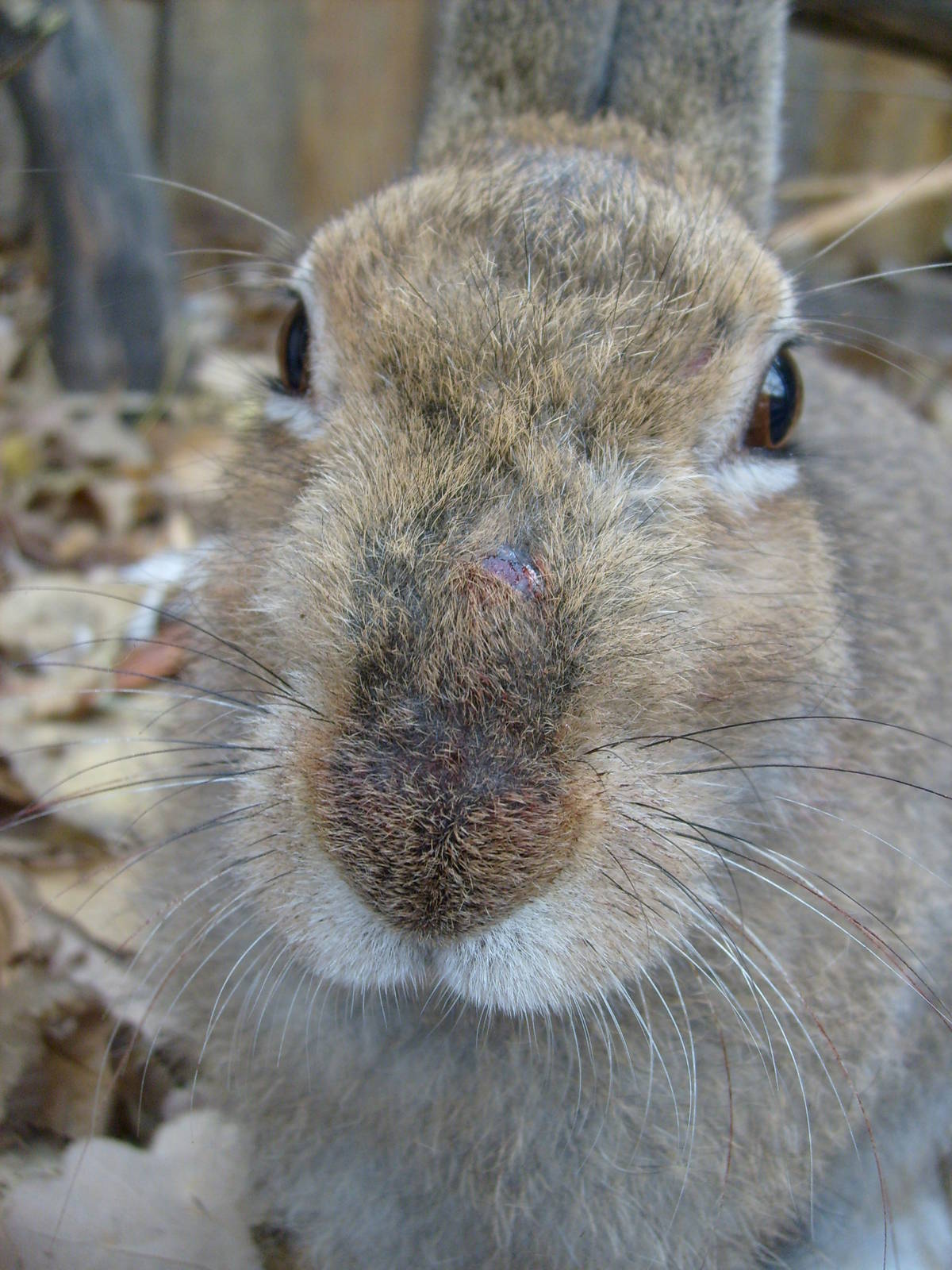 Mountain hare