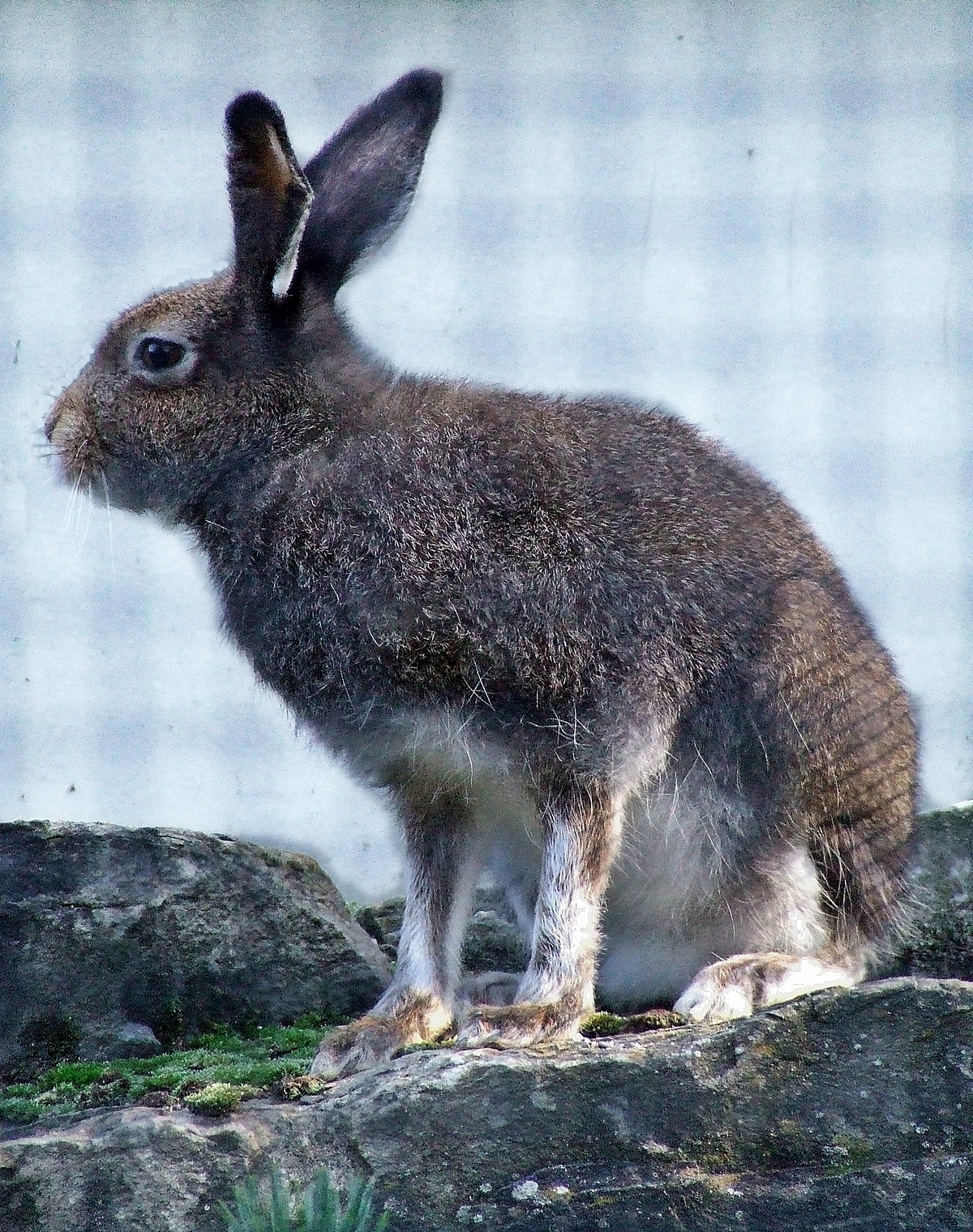 Mountain Hare